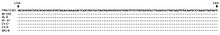 Alignment of the nucleotide sequences of the human gyrovirus genome on the basis of a 138-bp segment (nt 1328-1465) of the viral protein 1 gene. The sequences of the isolate from France (FR823283) and of the 6 isolates found in this http://wwwnc.cdc.gov/eid/article/18/6/12-0179_article.htm study are shown. Nucleotide positions are according to isolate FR823283 (1). Hyphens indicate identity with the prototype sequence of isolate FR823283 (1). Alignment of the nucleotide sequences -Human Gyrovirus DNA genome.jpg