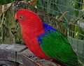 Thumbnail for Moluccan king parrot