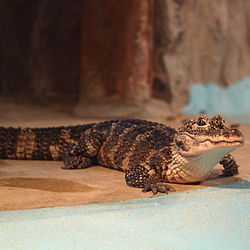 Alligator sinensis by OpenCage.jpg