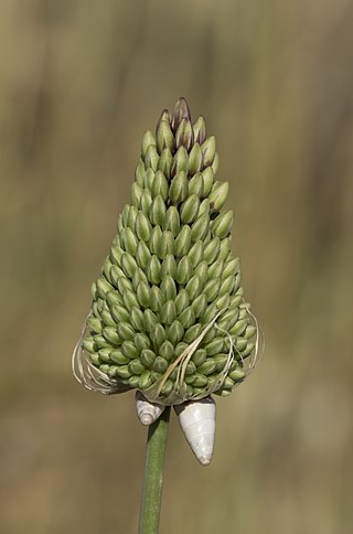 <i>Allium curtum</i> Species of plant