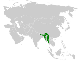 Alophoixus flaveolus distribution map.png