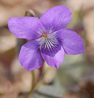 <i>Viola labradorica</i> Species of Viola, a genus of flowering plants in family Violaceae