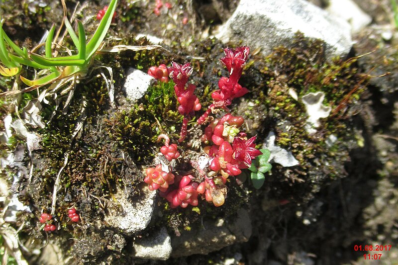 File:Alpine flora - a sedum (Gru) (37738658072).jpg