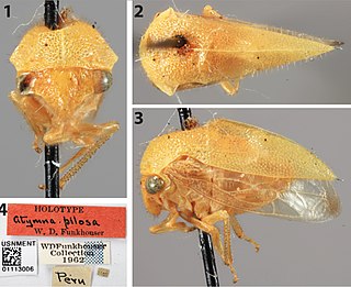 <i>Amastris</i> (treehopper) Genus of treehoppers