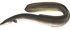 Description de l'image American Eel.jpg.