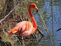 Flamingo, American Phoenicopterus ruber