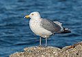 * Nomination American herring gull at Jones Beach --Rhododendrites 02:18, 26 January 2021 (UTC) * Promotion  Support Good quality -- Johann Jaritz 03:56, 26 January 2021 (UTC)