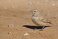 * Nomination: Bar-tailed lark (Ammomanes cinctura) at Jebil national parkI, the copyright holder of this work, hereby publish it under the following license:This image was uploaded as part of Wiki Loves Earth 2024. --El Golli Mohamed 22:51, 5 June 2024 (UTC) * * Review needed