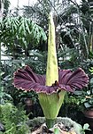 Blommande Amorphophallus titanum i växthuset.