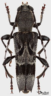 <i>Anaglyptus</i> Genus of beetles