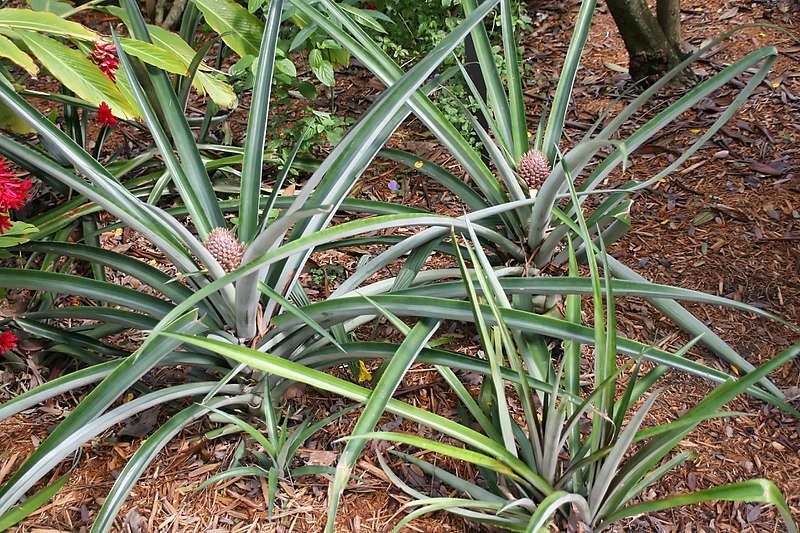 File:Ananas lucidus 8zz.jpg