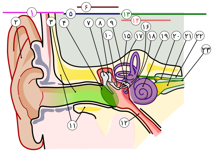 File:Anatomy of the Human Ear in farsi numbers-edit-1.svg