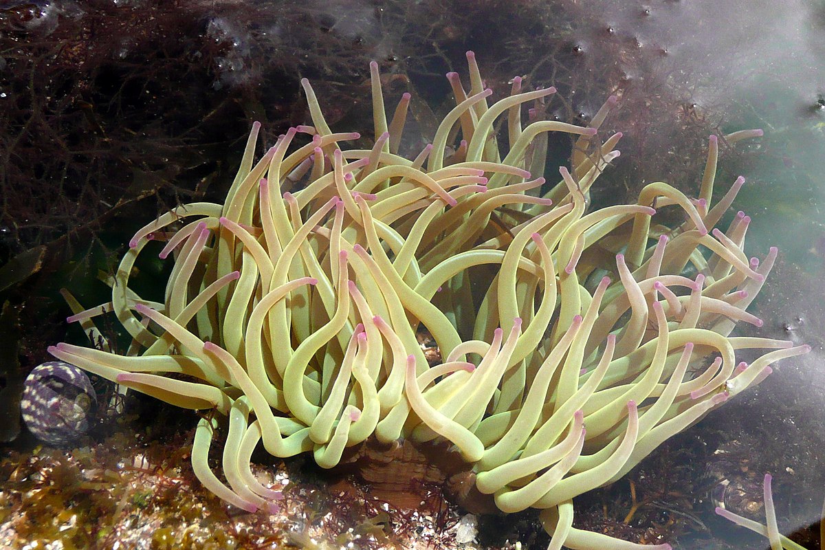 Anemonia viridis — Wikipédia