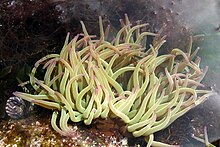 Anemone de mer P1010222.JPG