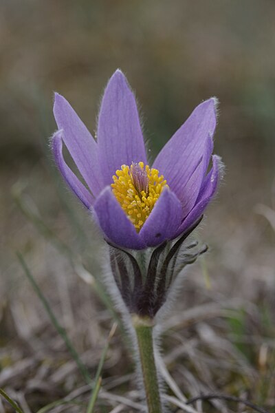 File:Anemone pulsatilla (26506126761).jpg