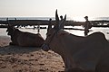 Anjuna, Goa, India, Sacred cows on Anjuna Beach.jpg