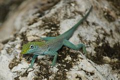 Description de l'image Anolis conspersus.jpg.