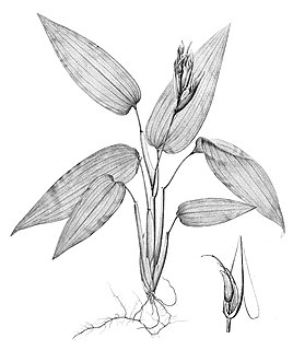 <i>Anomochloa</i> Genus of plants