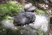 Gray shrew