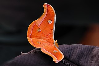 <i>Antheraea mylitta</i> Species of moth