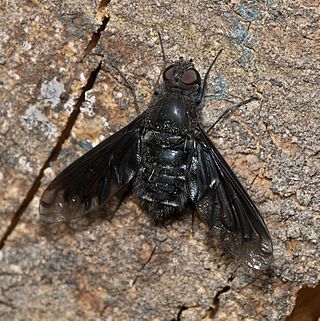 <i>Anthrax anthrax</i> Species of fly