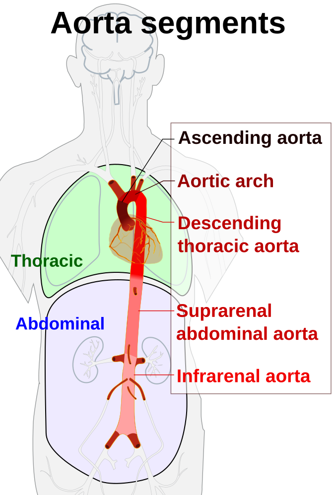 Aorta-avatar