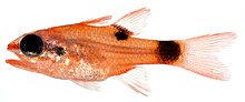 אפוגון maculatus.jpg