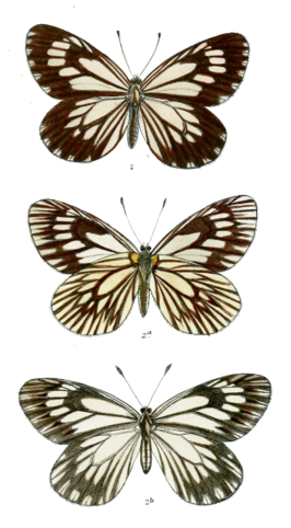 Aporia harrietae