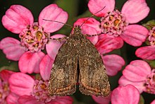 Apple Feuille Squeletteuse - Choreutis pariana, Coldstream, Colombie-Columbia.jpg