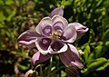 * Nomination Columbine flower (by Salicyna) --Gpkp 19:26, 14 August 2024 (UTC) * Promotion Good quality. --Kritzolina 12:45, 18 August 2024 (UTC)