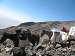Groupe d'Anatoliens bâtés sur le mont Ararat.