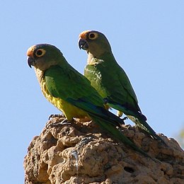 Aratinga aurea -Brasil-8-4c.jpg