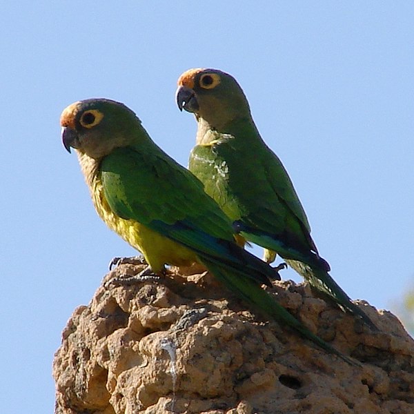 600px-Aratinga_aurea_-Brazil-8-4c.jpg