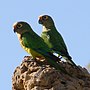 Thumbnail for Peach-fronted parakeet