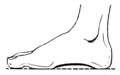Arch - Foot (PSF).png