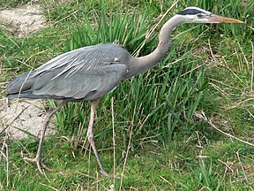 Ridgefield NWR