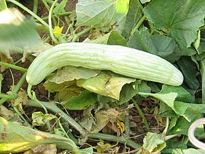 Armenian cucumber 1.jpg