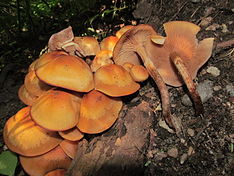 Armillaria nabsnona 18048.jpg