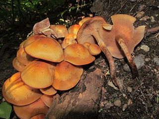 <i>Armillaria nabsnona</i> Species of fungus