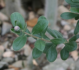 <i>Arnaldoa</i> Genus of flowering plants