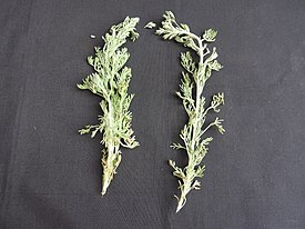 Полынь бледная (Artemisia pallens)
