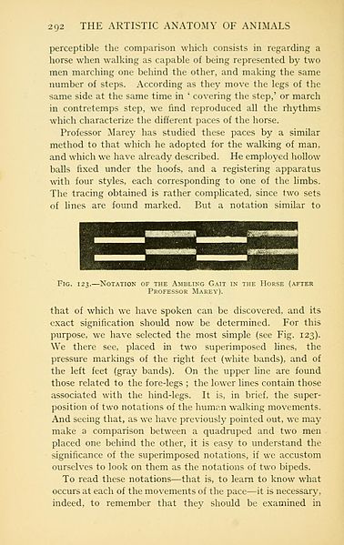 File:Artistic anatomy of animals (Page 292) BHL22847689.jpg