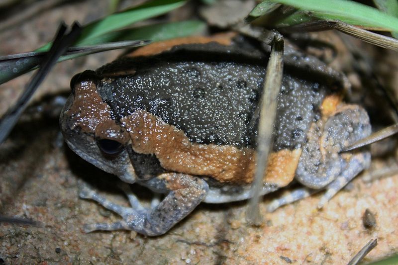 File:Asiatic Painted Frog (Kaloula pulchra).jpg