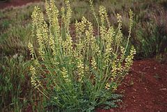 Description de l'image Astragalus ampullarioides.jpg.