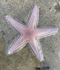 File:Astropecten armatus 249162461.jpg (Category:Astropecten)