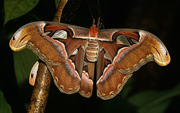 Attacus taprobanis, female