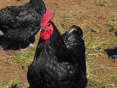 Black Australorp rooster