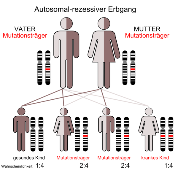 File:Autorecessive 01.png