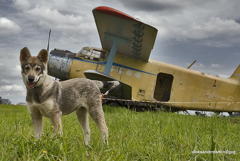 File:Aviadog (7365822844).jpg