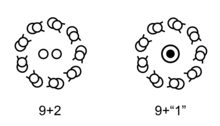 Axoneme 9+2 (usual) and 9+"1" (Trepaxonemata) Axonemes 9+2 and 9+1 (Platyhelminthes) - with white background.png